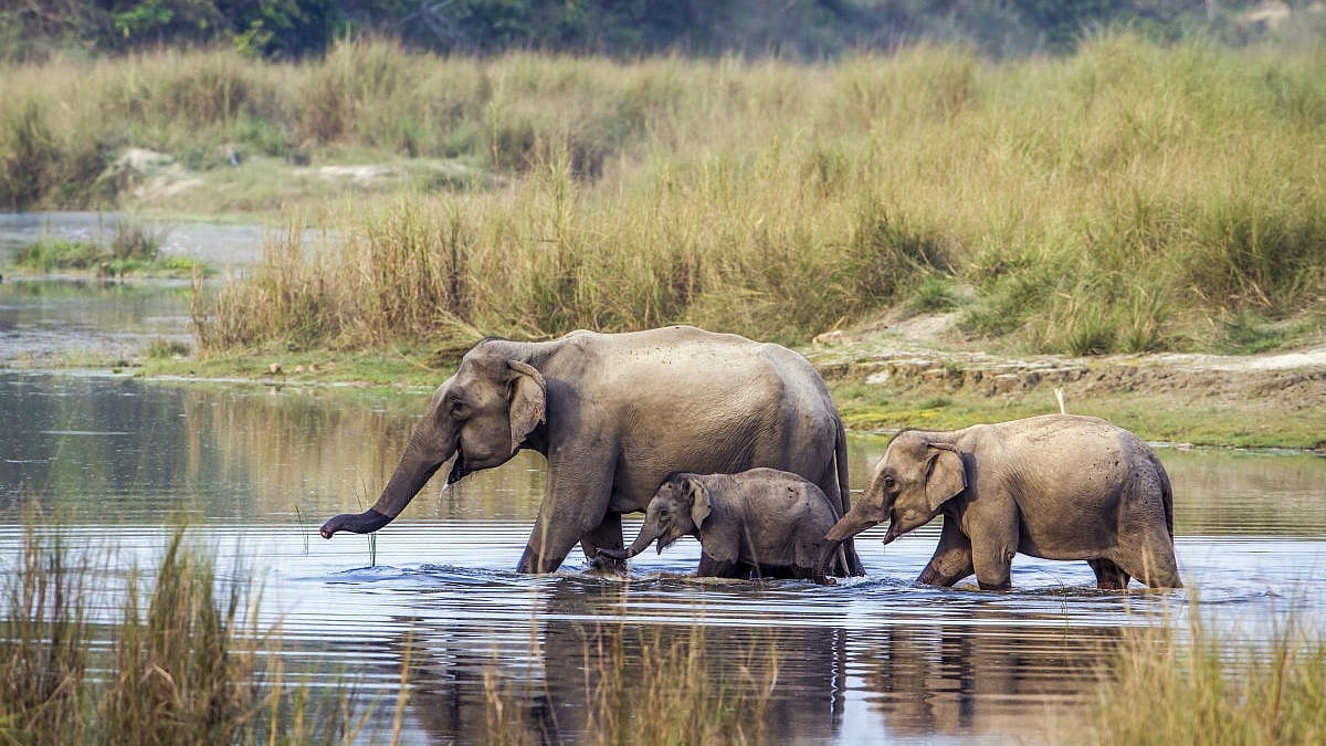 ಆನೆಗಳಿಗೂ ಬಂತು ಗರ್ಭನಿರೋಧಕ ಲಸಿಕೆ: ಥಾಯ್ಲೆಂಡ್‌ನಲ್ಲಿ ಬಳಕೆ