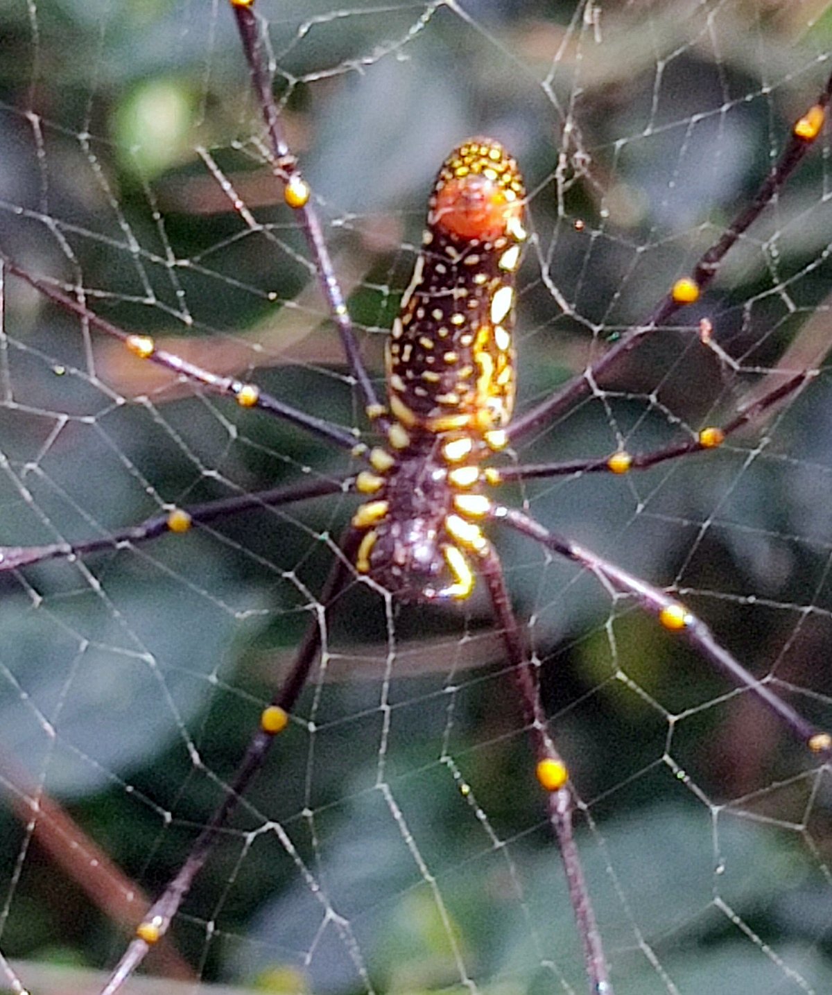 ಬಿಳಿಗಿರಿ ಬನದಲ್ಲಿ ಹೆಜ್ಜೇಡಗಳ ಚೆಲ್ಲಾಟ