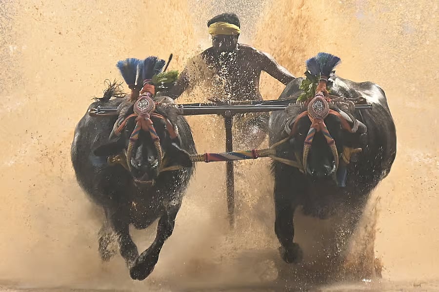 ಮೂಡುಬಿದಿರೆ: ಕೋಟಿ-ಚನ್ನಯ ಕಂಬಳ ಇಂದು 
