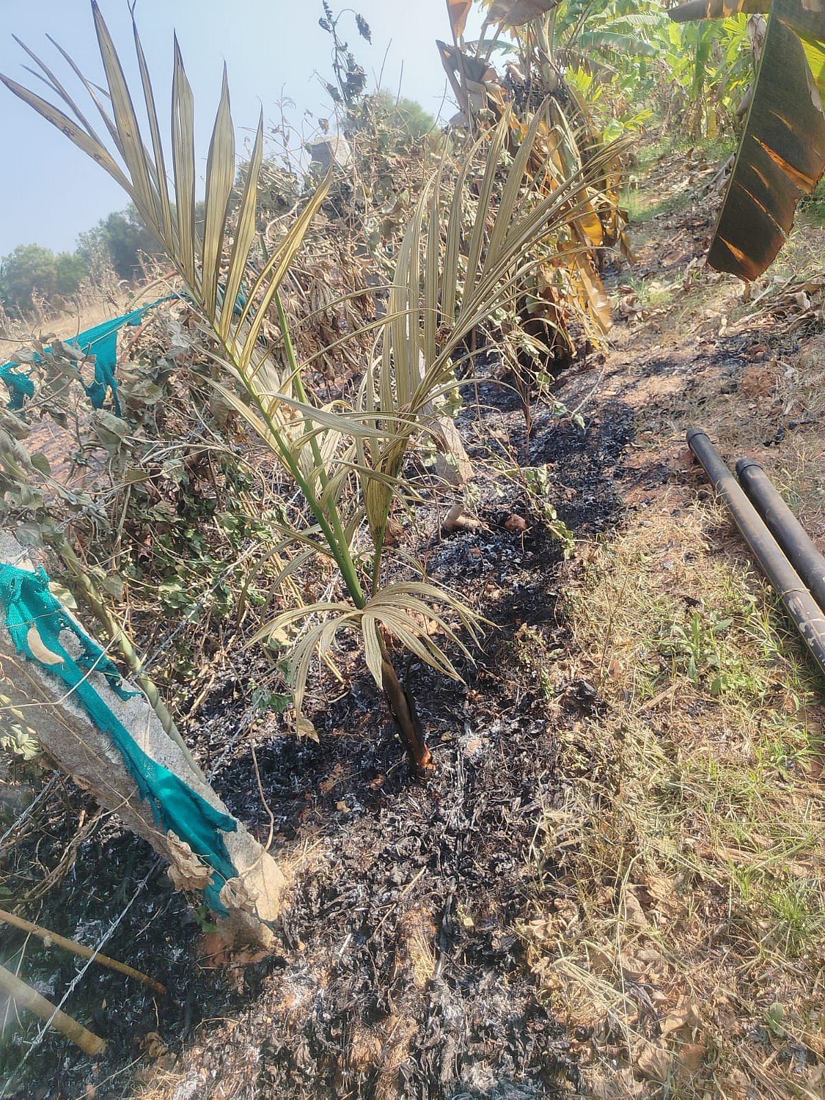 ಹೊನ್ನಾಳಿ: ಅಡಿಕೆ, ಬಾಳೆ ಬೆಳೆಗೆ ಬೆಂಕಿ; ನಷ್ಟ