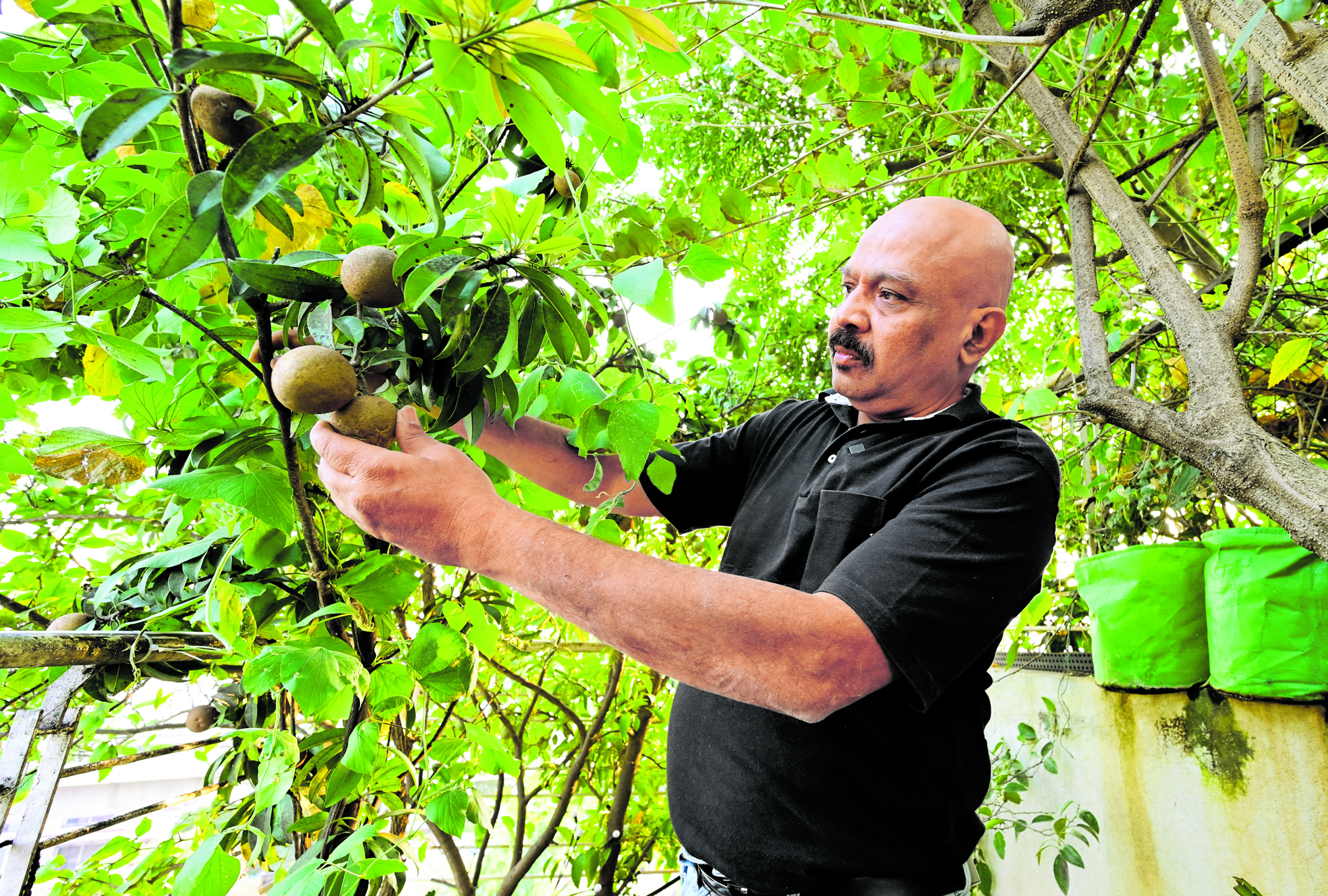 ತಾರಸಿ ತೋಟದಲ್ಲಿ ವೆಂಕಟರಾಮನ್