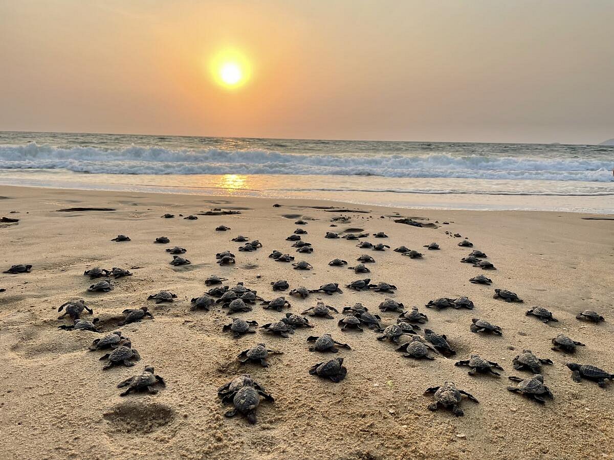 ಕೇಂದ್ರ ಆಯವ್ಯಯದಲ್ಲಿ ಘೋಷಣೆ: ಉತ್ತರ ಕನ್ನಡಕ್ಕೆ ವರವಾಗುವುದೇ ಆಮೆ ಸಂರಕ್ಷಣಾ ಪಥ?