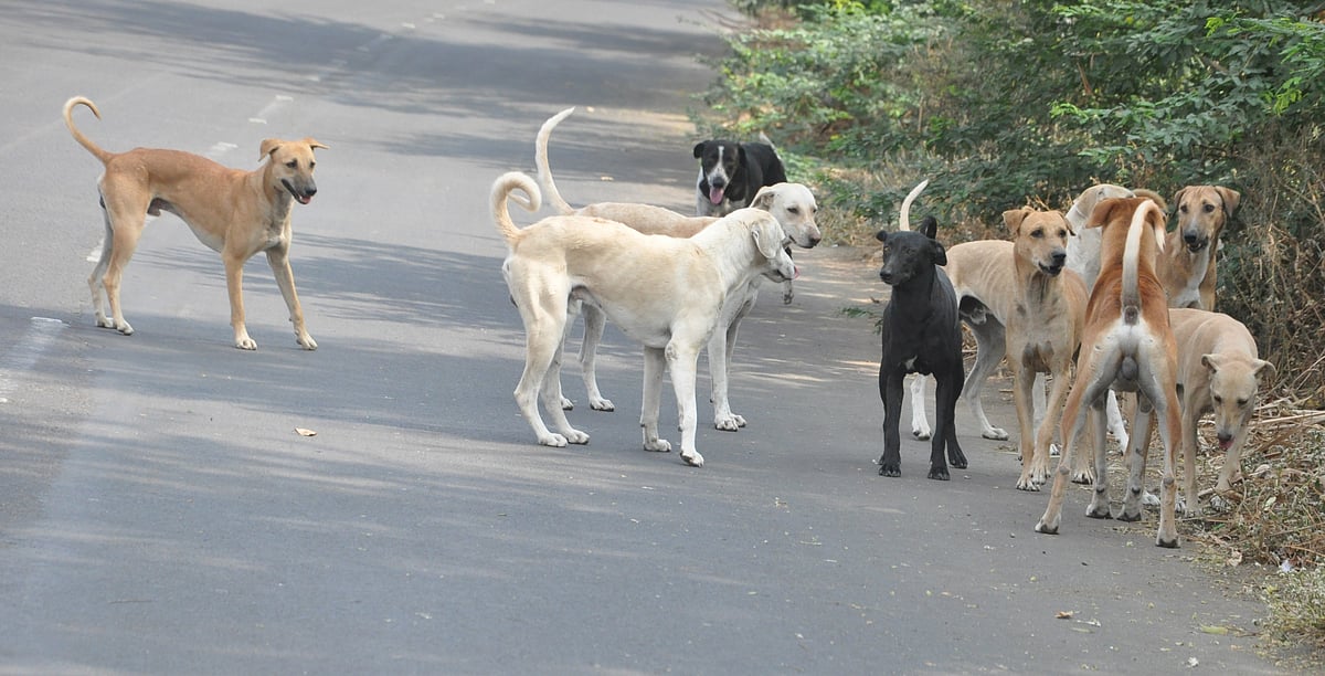 ವಿಜಯಪುರ | ವರ್ಷವೊಂದರಲ್ಲಿ 32 ಸಾವಿರ ಮಂದಿಗೆ ಕಚ್ಚಿದ ಬೀದಿ ನಾಯಿಗಳು: ಐವರ ಸಾವು
