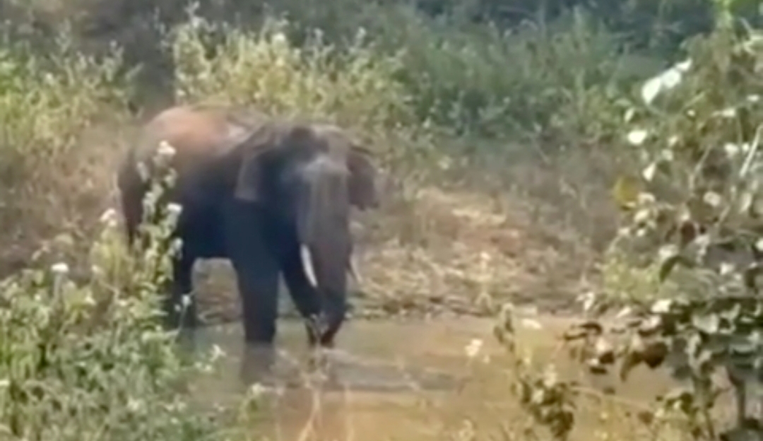 ಹಲಗೂರು ಸಮೀಪದ ಗುಂಡಾಪುರ ಬಳಿ ಕಟ್ಟೆಯೊಂದರಲ್ಲಿ ನೀರು ಕುಡಿಯುತ್ತಿರುವ ಕಾಡಾನೆ.