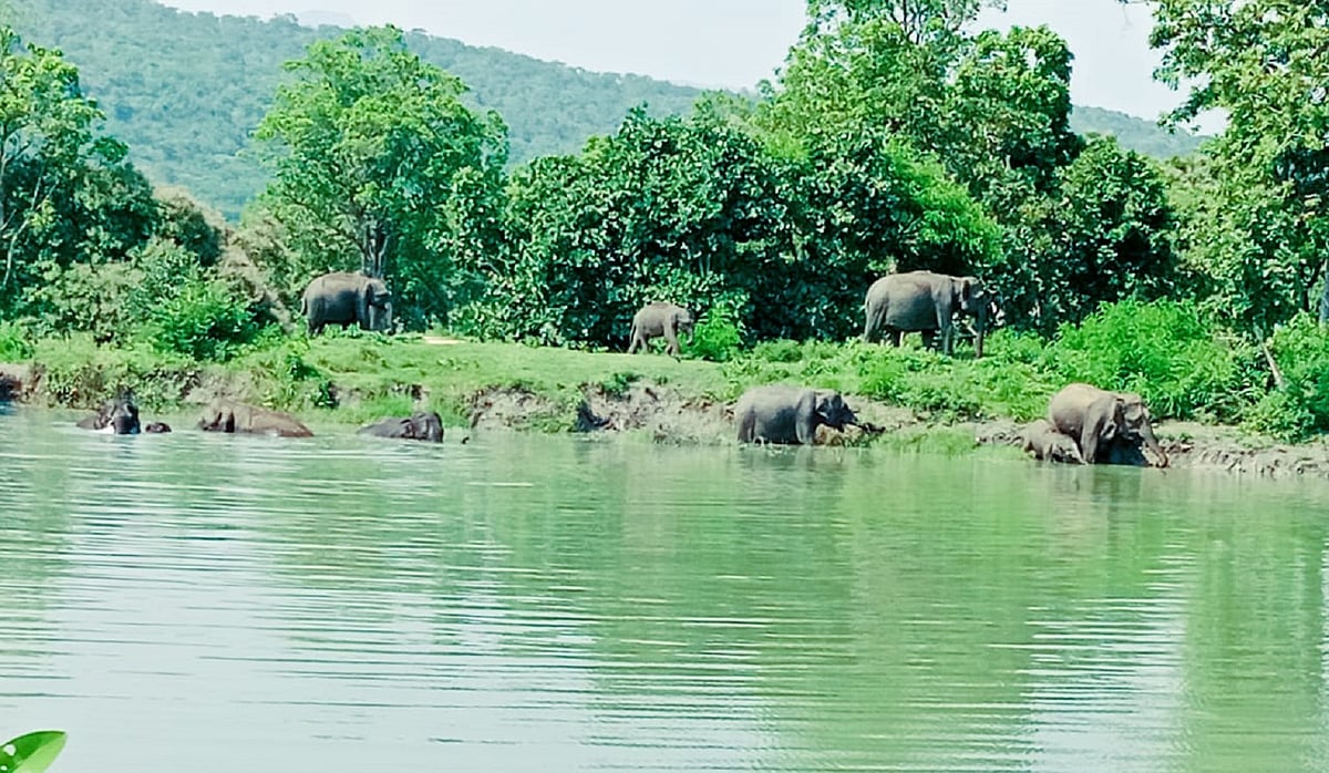 ಬಂಡೀಪುರದೊಳಗೆ ಸುರಂಗ ಮಾರ್ಗ: ಭುಗಿಲೆದ್ದ ಆಕ್ರೋಶ