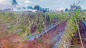 ಬಾಗಲಕೋಟೆ: ತೋಟಗಾರಿಕೆ ಬೆಳೆಗಳಿಗೆ ಬೇಕಿದೆ ಮಾರುಕಟ್ಟೆ