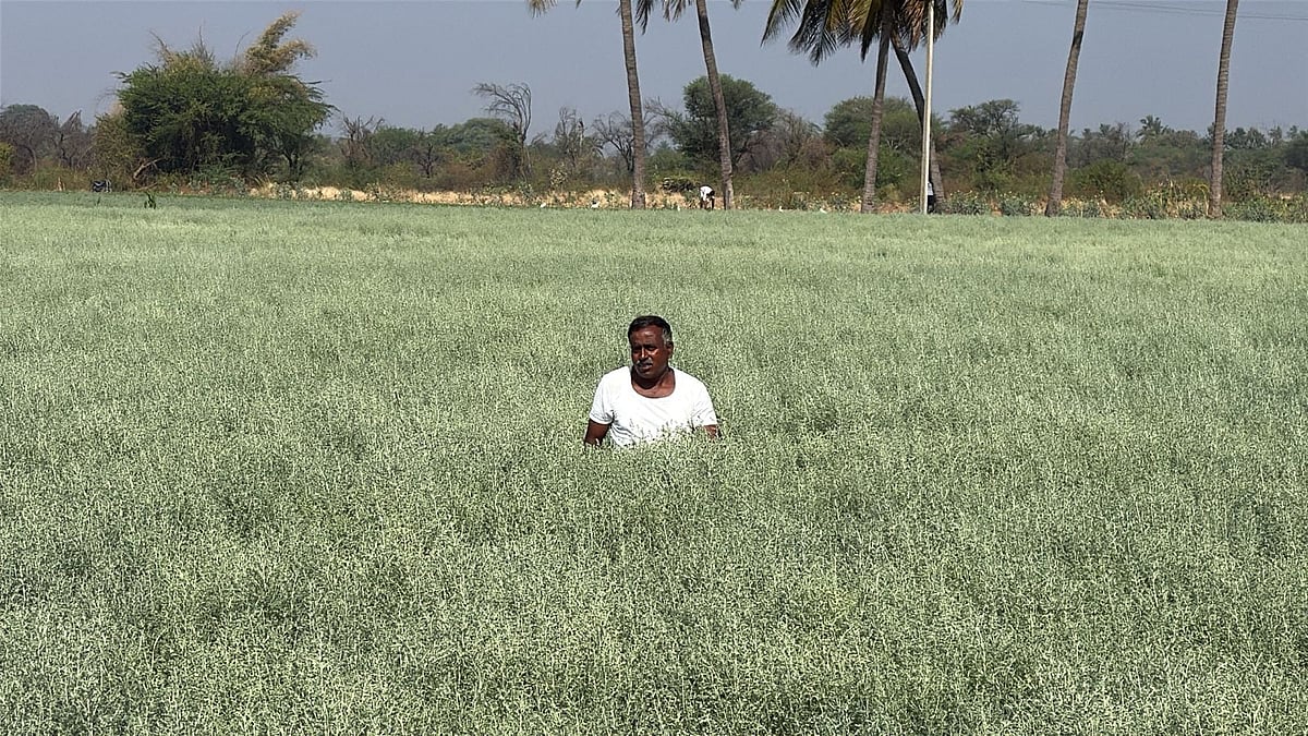 ಗೌರಿಬಿದನೂರು: ರೈತರ ಬದುಕಿಗೆ ಸುಗಂಧ ಬೀರಿದ ದವನ