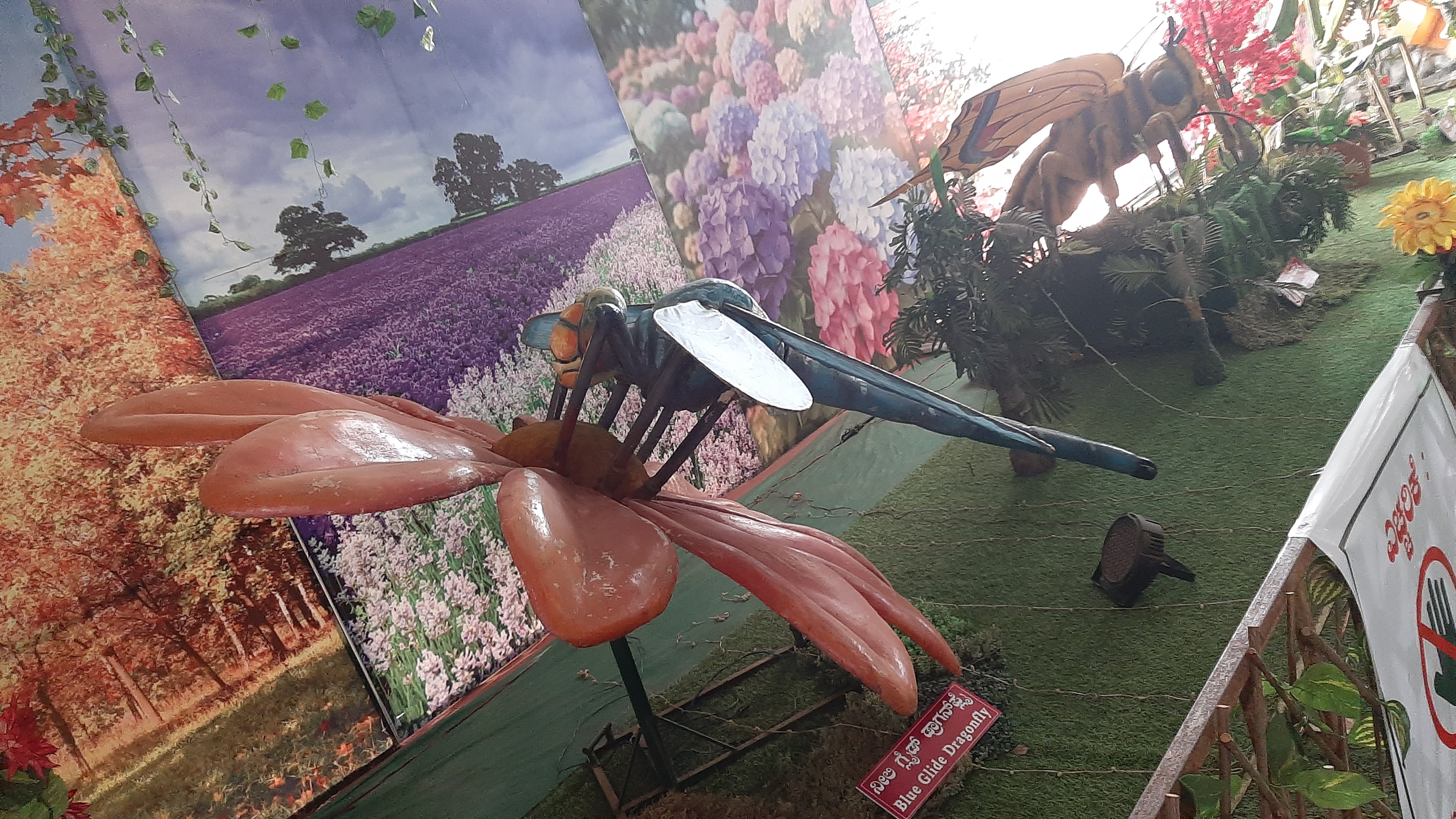  ಹೂವಿನ ಮೇಲೆ ಕುಳಿತು ಮಕರಂದ ಹೀರುತ್ತಿರುವ ಗ್ಲೈಡ್‌ ಡ್ರ್ಯಾಗನ್‌ ಫ್ಲೈ