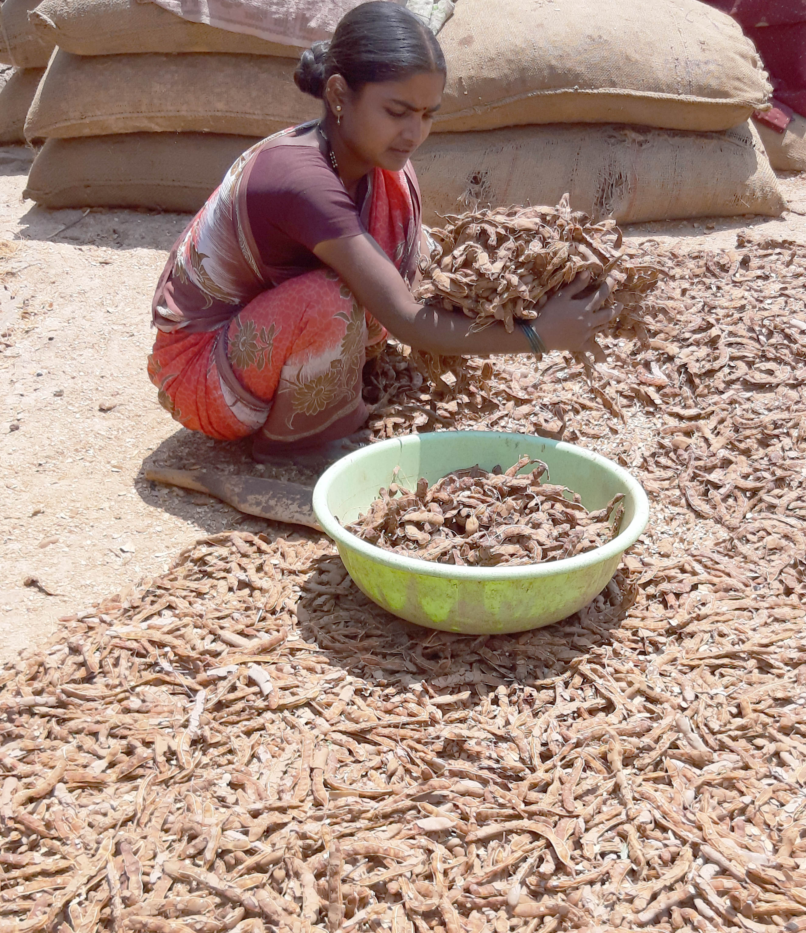 ಹುಣಸೆ ಹಣ್ಣು ಒಣಗಿಸುತ್ತಿರುವುದು