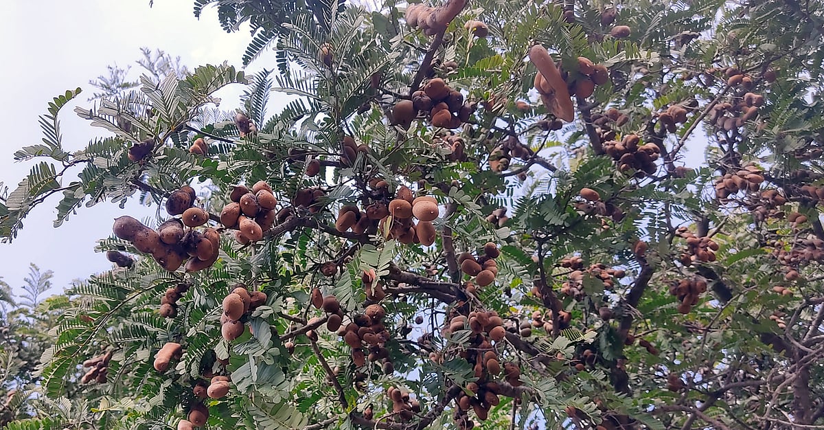 ತುಮಕೂರು | ಹುಣಸೆ: ಸಂಸ್ಕರಣೆಯೇ ಸವಾಲು