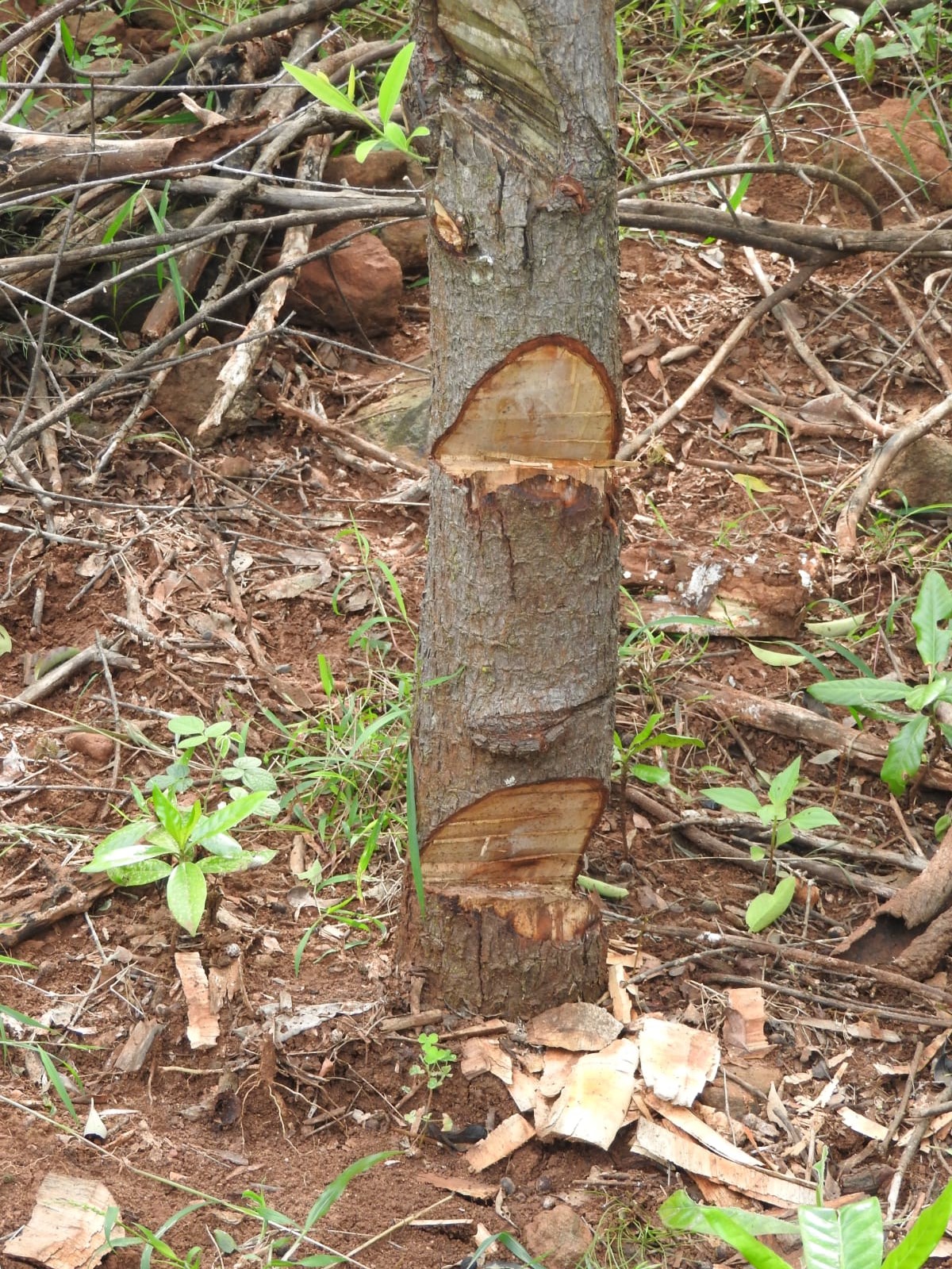 ಶ್ರೀಗಂಧ ಮರಕ್ಕೆ ಕೊಡಲಿ ಪೆಟ್ಟು ನೀಡಿ ಮರ ಬಲಿತಿದೆಯೇ ಎಂದು ನೋಡಿರುವುದು
