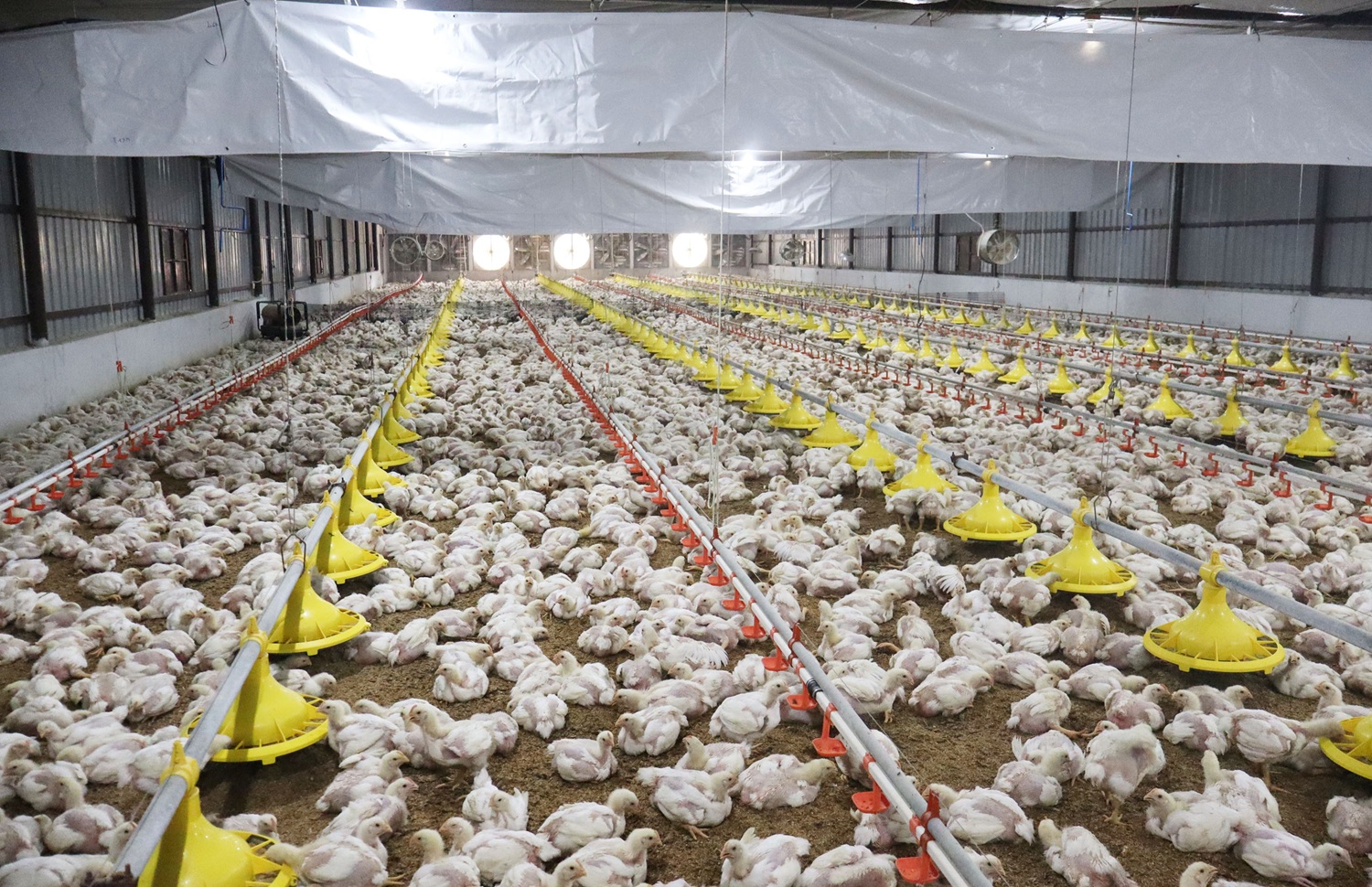 ಆಧುನಿಕ ತಂತ್ರಜ್ಞಾನ ಬಳಸಿ ನಿರ್ಮಿಸಿದ 15000 ಸಾಮರ್ಥ್ಯದ ಕೋಳಿ ಫಾರಂ 