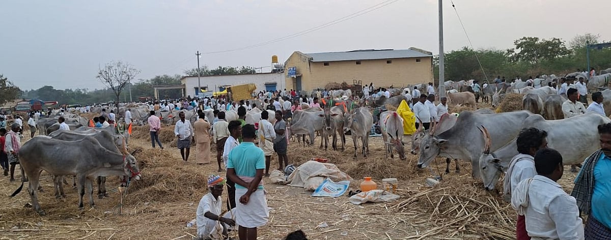 ಎತ್ತಿನ ಪರಿಷೆಯಲ್ಲಿ ‘ಹಳ್ಳಿಕಾರ್’ ಆಕರ್ಷಣೆ