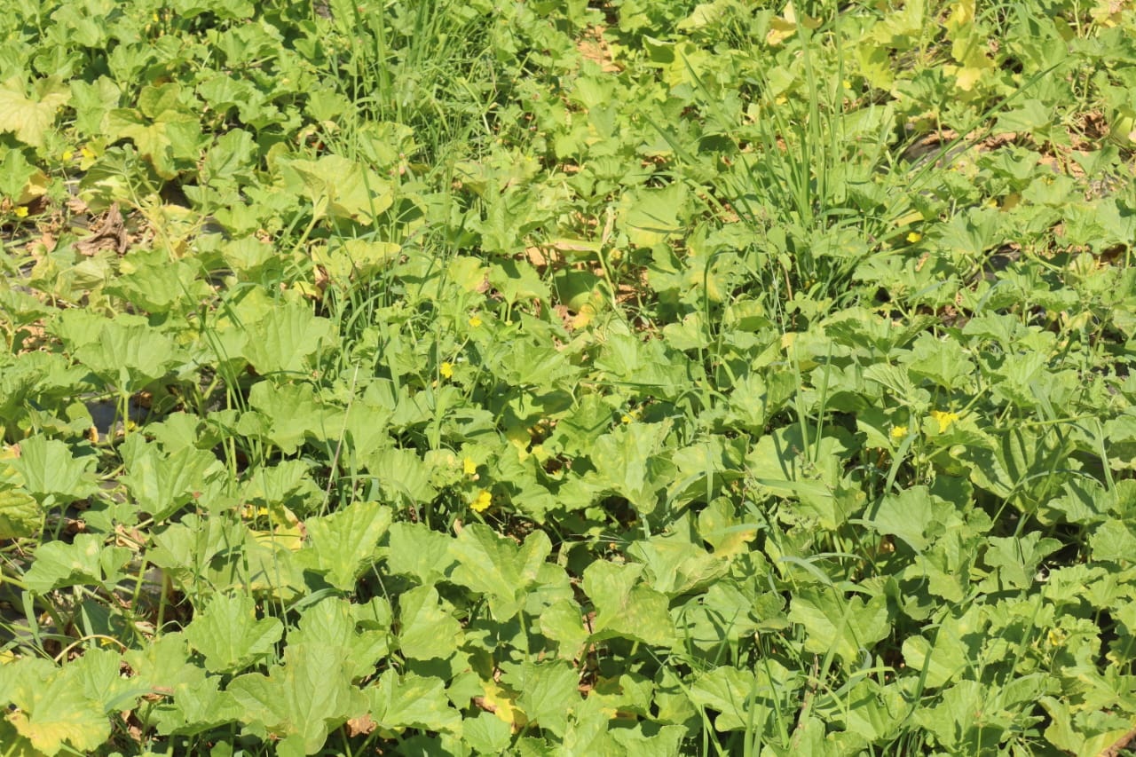 ಸುರೇಶ್ ನಾಯಕ್‌ ಅವರ ಹೊಲದಲ್ಲಿ ಇಬುಡ್ಲ ಬೆಳೆ