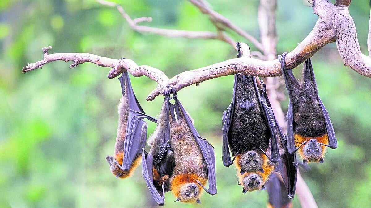 Acoustic Navigation: ಬಾವಲಿಗಳ ಜಾಡಿನಲ್ಲಿ