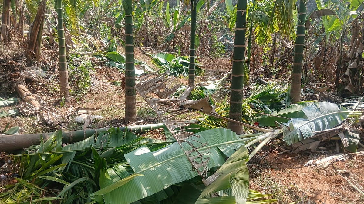 ನೀಲಾವಡೆ ಬಳಿ ಕಾಡಾನೆಗೆ ಹೆರಿಗೆ: ಮರಿಯ ರಕ್ಷಣೆಗಾಗಿ ಸ್ಥಳದಲ್ಲೇ ಬೀಡುಬಿಟ್ಟ ಗಜಪಡೆ