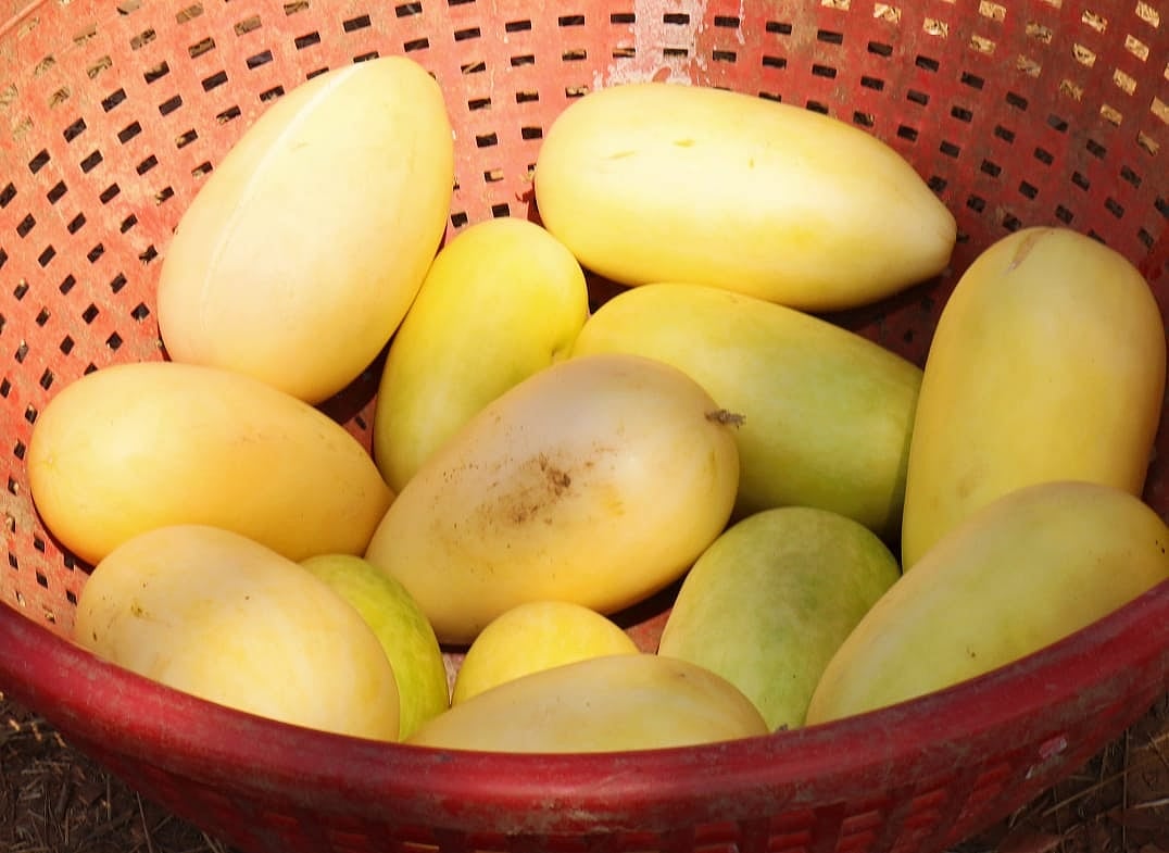 ಉಡುಪಿ: ಇಬ್ಬುಡ್ಲ ಹಣ್ಣಿಗೂ ಕುದುರಿದ ಬೇಡಿಕೆ