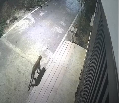 ಬೆಂಗಳೂರು | ನಾಯಿ ಹೊತ್ತೊಯ್ದ ಚಿರತೆ: ಬನಶಂಕರಿ ಬಡಾವಣೆ ನಿವಾಸಿಗಳು ಆತಂಕ