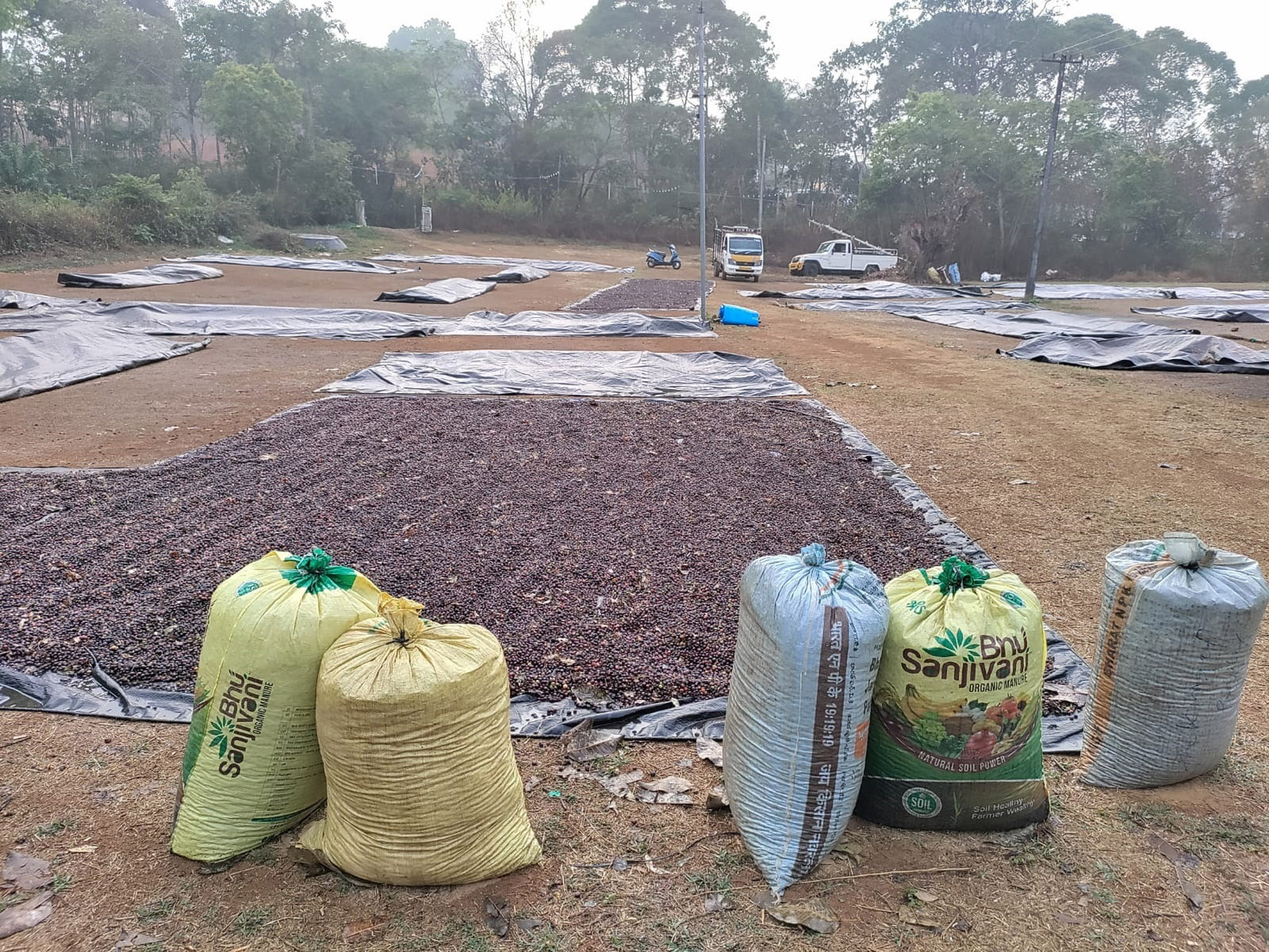 ನಾಪೋಕ್ಲು ಹೊರವಲಯದಲ್ಲಿ ಕೊಯ್ಲು ಮಾಡಿದ ಕಾಫಿಯನ್ನು ರಾಶಿ ಹಾಕಿರುವುದು 