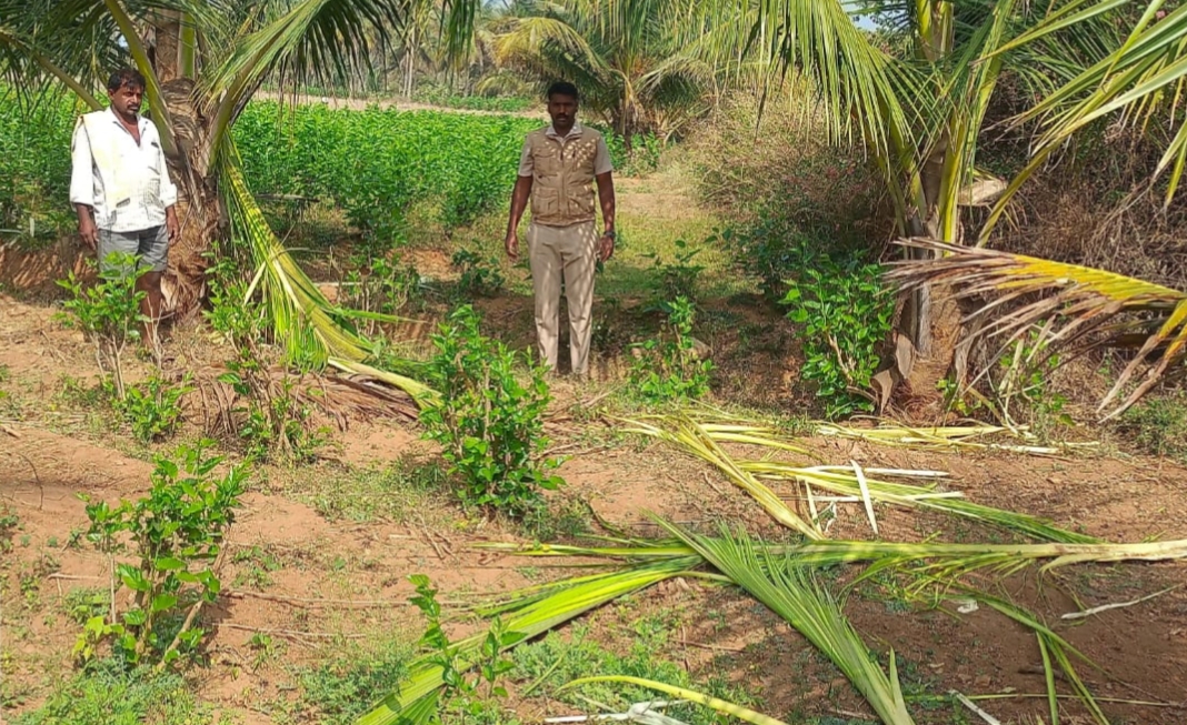 ಬಸವನಹಳ್ಳಿ ಗ್ರಾಮದಲ್ಲಿ ಕಾಡಾನೆಗಳು ದಾಳಿ ನಡೆಸಿ ತೆಂಗಿನ ಗಿಡಗಳನ್ನು ನಾಶಗೊಳಿಸಿರುವುದು