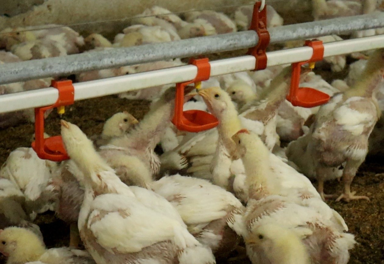 ಕೋಳಿಗಳು ನಿಪ್ಪಲ್‌ ಹಿಡಿದು ನೀರು ಕುಡಿಯುತ್ತಿರುವುದು 