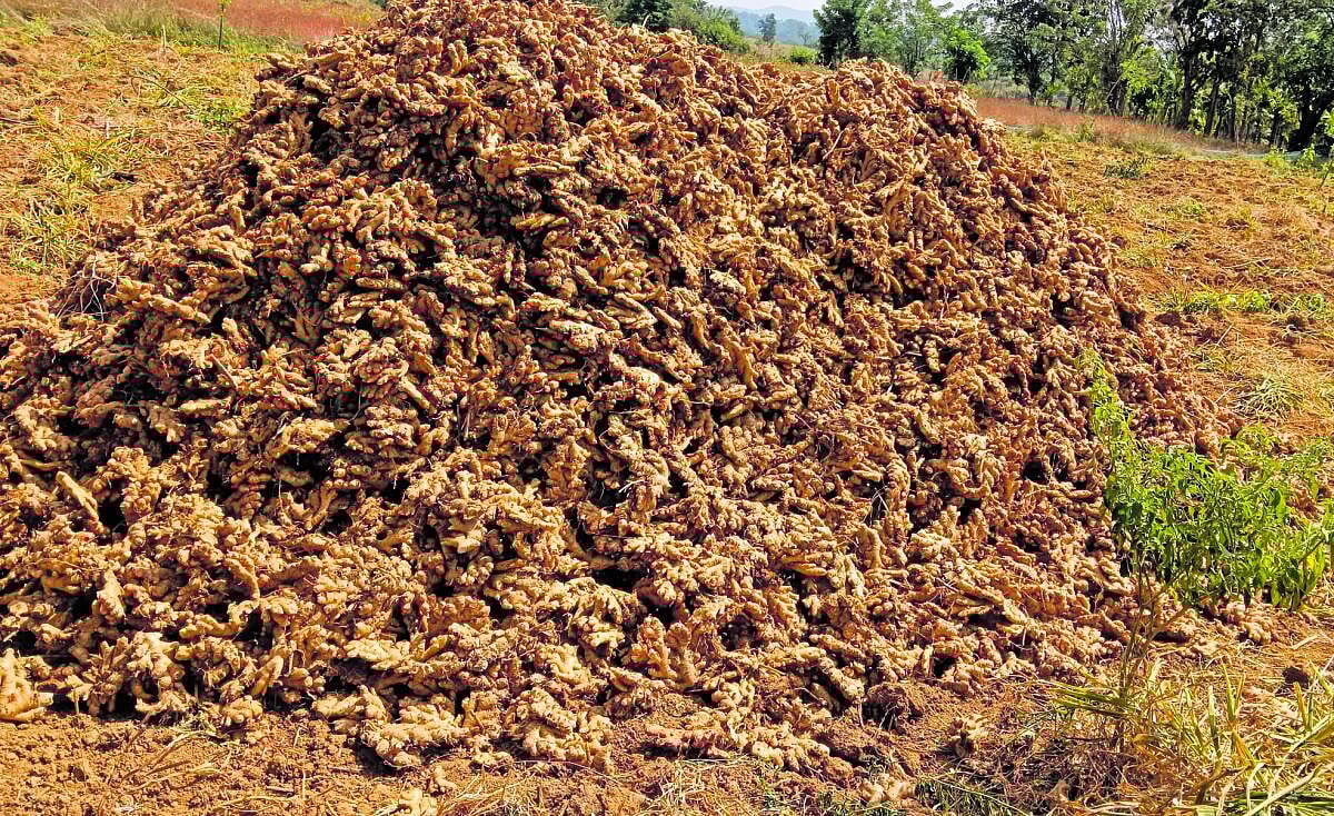 ಸೊರಬ: ಶುಂಠಿಗೆ ರೋಗ.. ರೈತರಿಗಿಲ್ಲ ಲಾಭದ ಯೋಗ..!