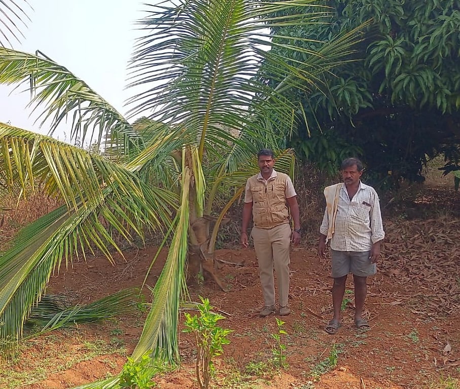 ಕನಕಪುರ | ಕಾಡಾನೆ ದಾಳಿ; ತೆಂಗು ಮಾವಿನ ಮರಗಳು ನಾಶ