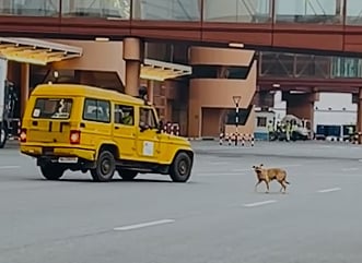 ದೇವನಹಳ್ಳಿ: ಕೆಂಪೇಗೌಡ ಅಂ.ರಾ ವಿಮಾನ ನಿಲ್ದಾಣದ ರನ್ ವೇಗೆ ನುಗ್ಗಿದ ನಾಯಿ