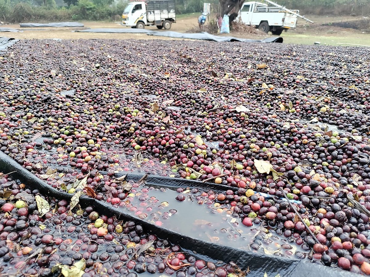 ನಾಪೋಕ್ಲು ವ್ಯಾಪ್ತಿಯಲ್ಲಿ ಮಳೆ: ಕಾಫಿ ಬೆಳೆಗಾರರಿಗೆ ತೊಂದರೆ