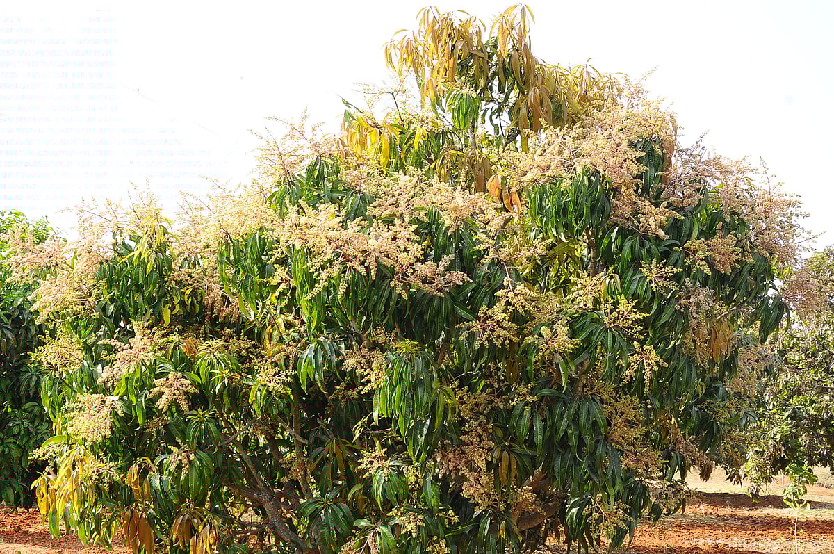 ತುಮಕೂರು | ಮಾವು ಬಂಪರ್: ಬೆಲೆ ಕುಸಿಯುವ ಆತಂಕ