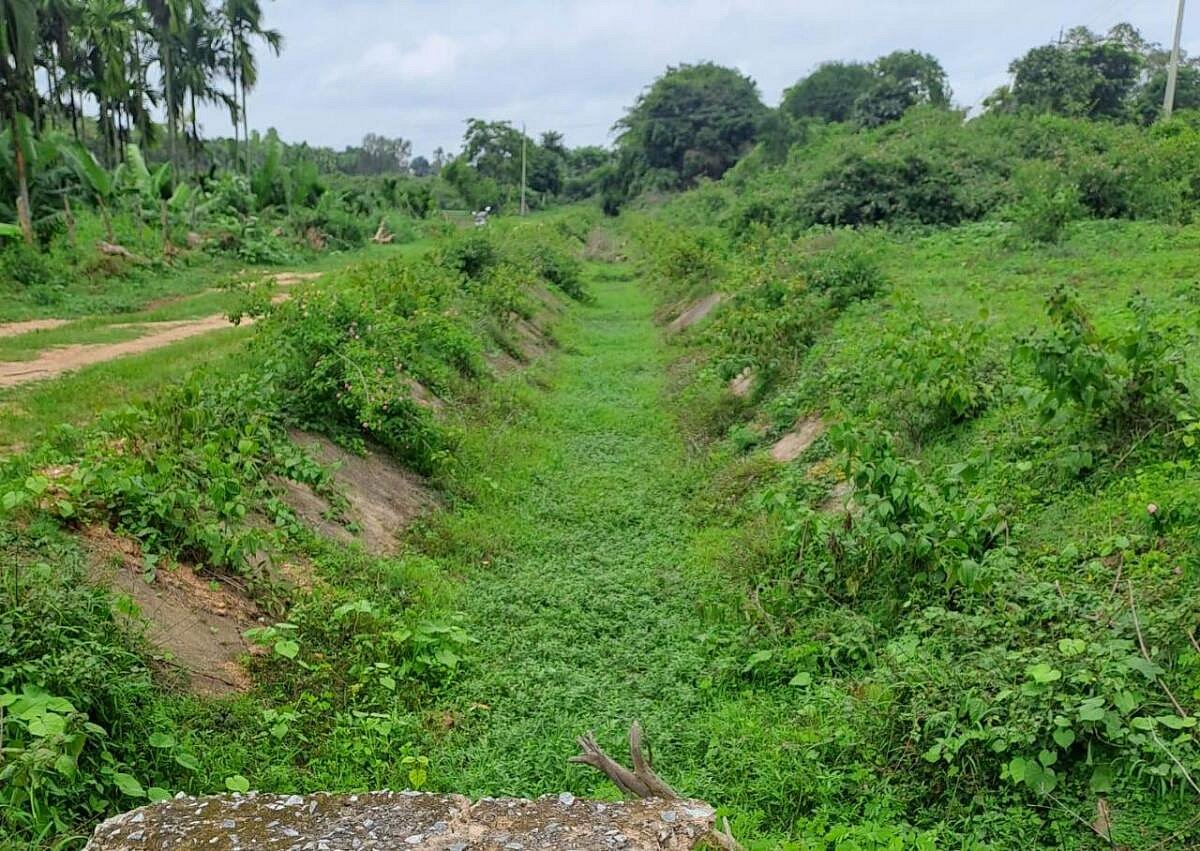ಹಾಸನ | ದುರಸ್ತಿಯಾಗದ ಯಗಚಿ ನಾಲೆ: ಹರಿಯದ ನೀರು