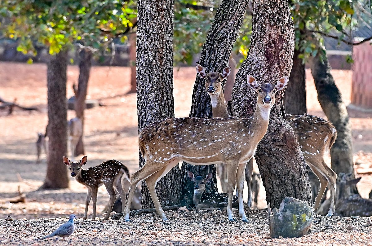 ದಾವಣಗೆರೆ | ಪ್ರವಾಸಿಗರಿಗೆ ಮಾಸಾಂತ್ಯದವರೆಗೆ ನಿರ್ಬಂಧ