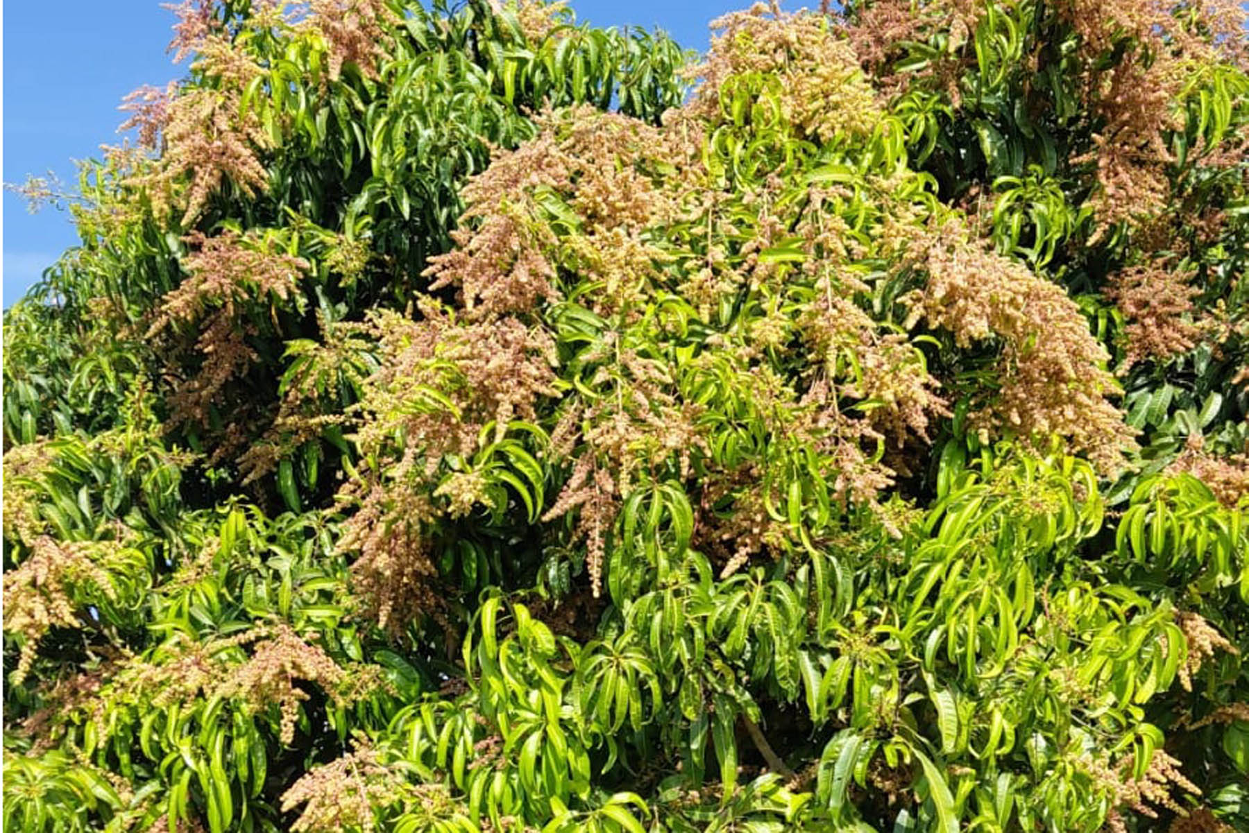 ಚನ್ನಗಿರಿ ಪಟ್ಟಣದ ಹೊರವಲಯದಲ್ಲಿ ಮೈತುಂಬಾ ಹೂವು ಬಿಟ್ಟು ಕಂಗೊಳಿಸುತ್ತಿರುವ ಮಾಮರ