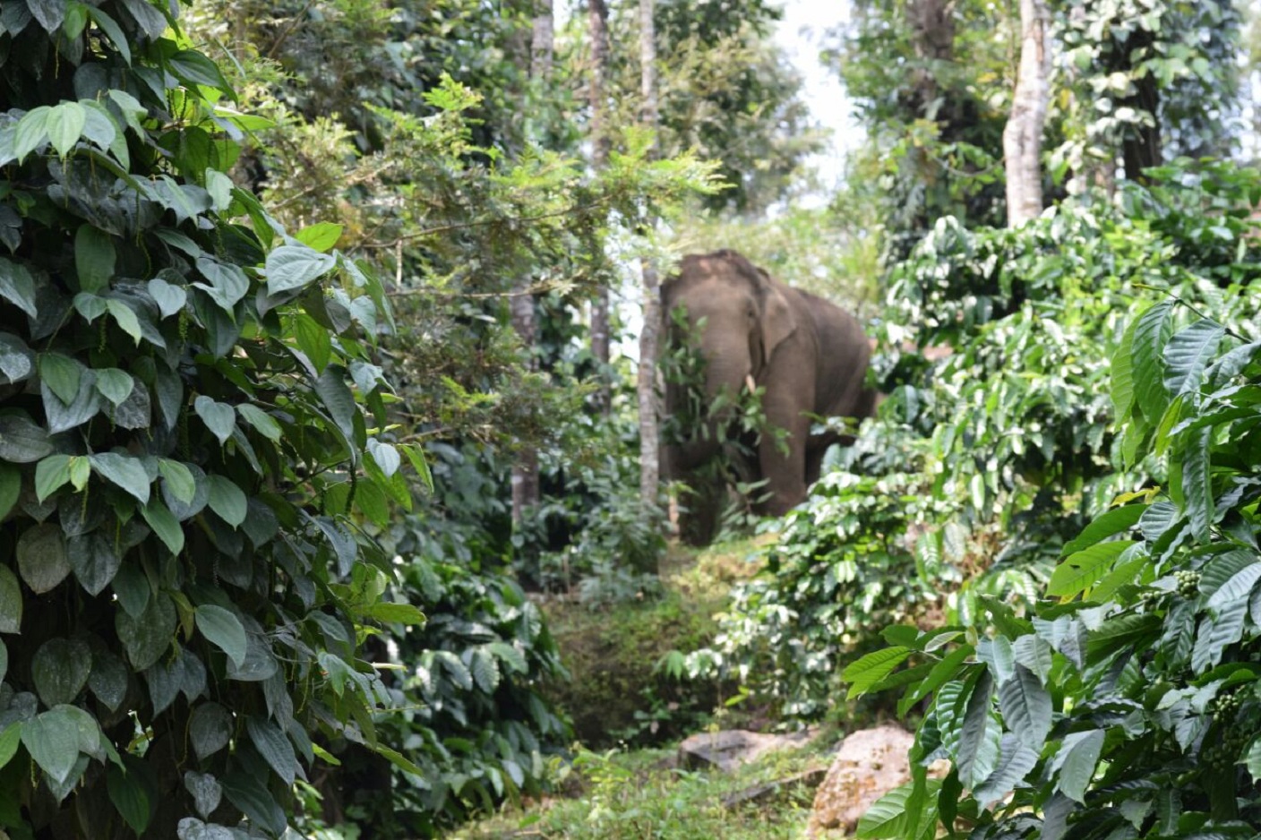ಸಕಲೇಶಪುರ ತಾಲ್ಲೂಕಿನ ತೋಟಕ್ಕೆ ನುಗ್ಗುವ ಕಾಡಾನೆ ಕಾಫಿ ಹಾಗೂ ಕಾಳು ಮೆಣಸಿಗೆ ಹಾನಿ ಮಾಡುತ್ತಿವೆ.