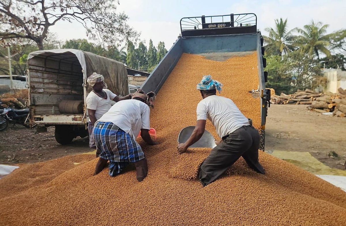 ಲಕ್ಷ್ಮೇಶ್ವರ: 32 ಸಾವಿರ ಹೆಕ್ಟೇರ್‌ಗೂ ಹೆಚ್ಚು ಕಡಲೆ ಬಿತ್ತನೆ