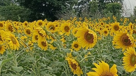 ಸೂರ್ಯಕಾಂತಿ ಮಾರಾಟ: 5 ಮಂದಿ ಹೊರತಾಗಿ ಎಲ್ಲರಿಗೂ ಹಣ ಜಮೆ – ಆರ್.ಎಸ್.ನಾಗರಾಜು 