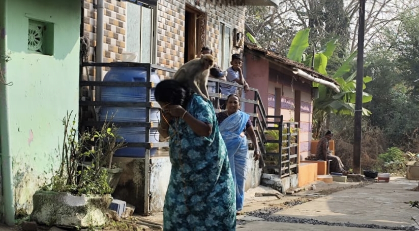 ಕಲಘಟಗಿ ಪಟ್ಟಣದಲ್ಲಿ ಮಹಿಳೆಯೊಬ್ಬರ ತಲೆ ಮೇಲೆ ಮಂಗ ಕುಳಿತಿದ್ದ ದೃಶ್ಯ