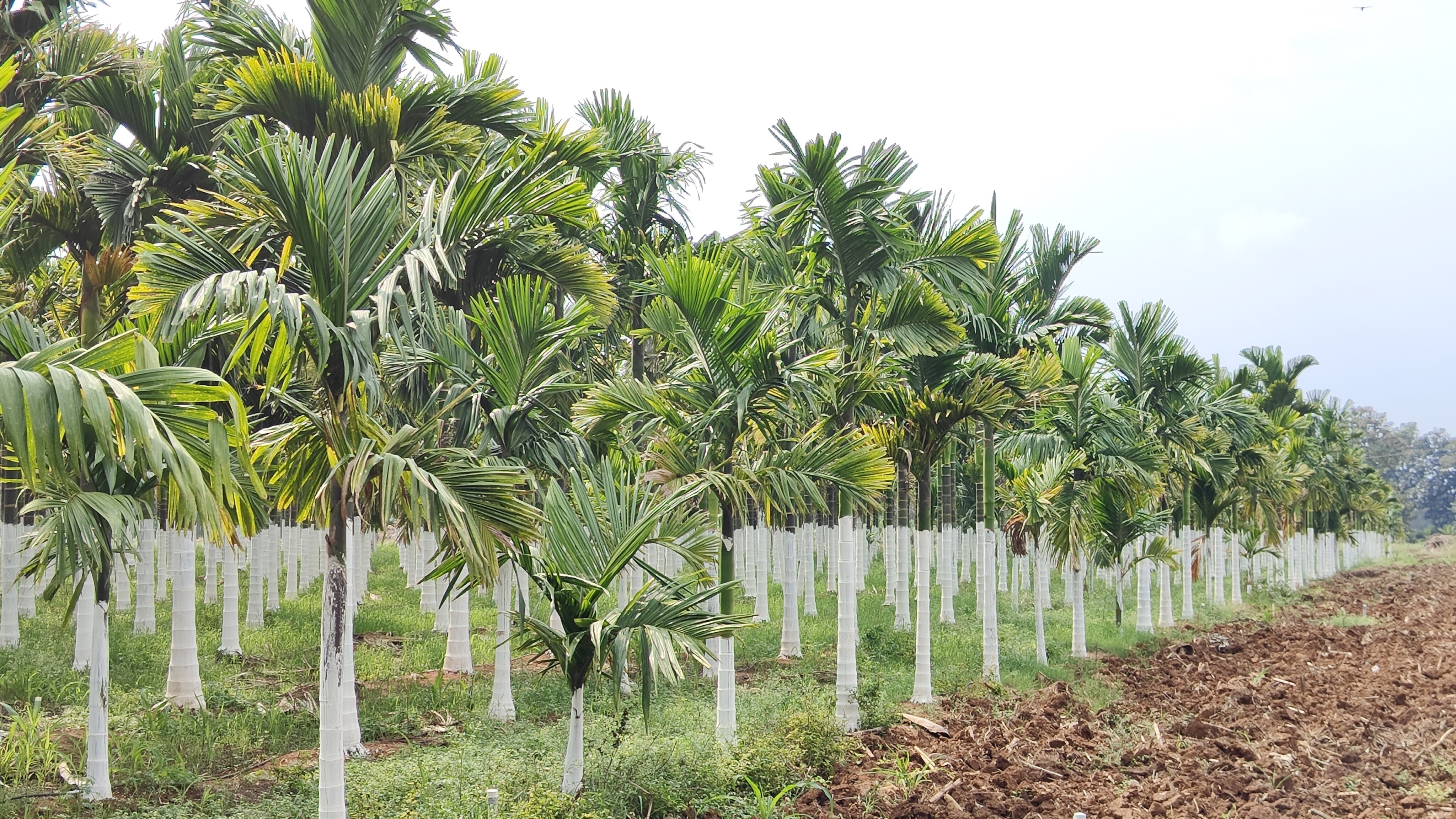 ಹಾವೇರಿ ಜಿಲ್ಲೆಯ ಗ್ರಾಮವೊಂದರ ಜಮೀನಿನಲ್ಲಿ ಬೆಳೆದಿರುವ ಅಡಿಕೆ 