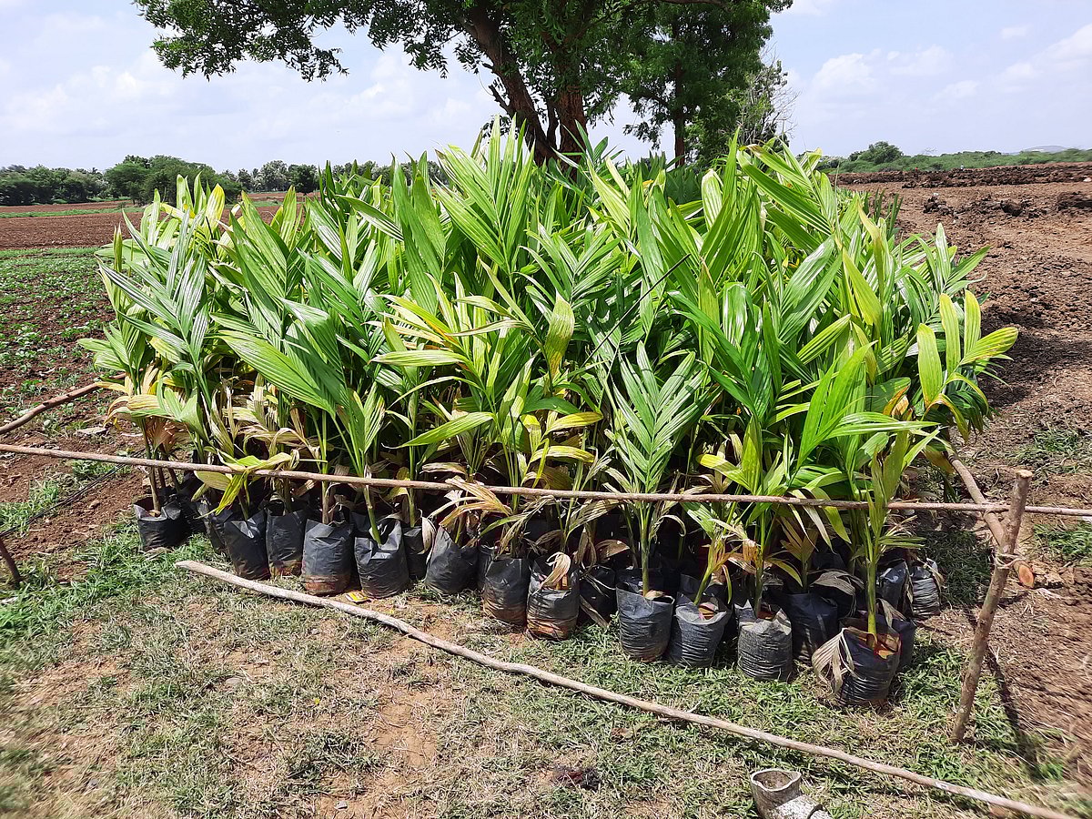 ಹಾವೇರಿ | ಅಡಿಕೆ ಬೆಳೆ: ನಷ್ಟಕ್ಕೆ ₹ 30.44 ಕೋಟಿ ಪರಿಹಾರ