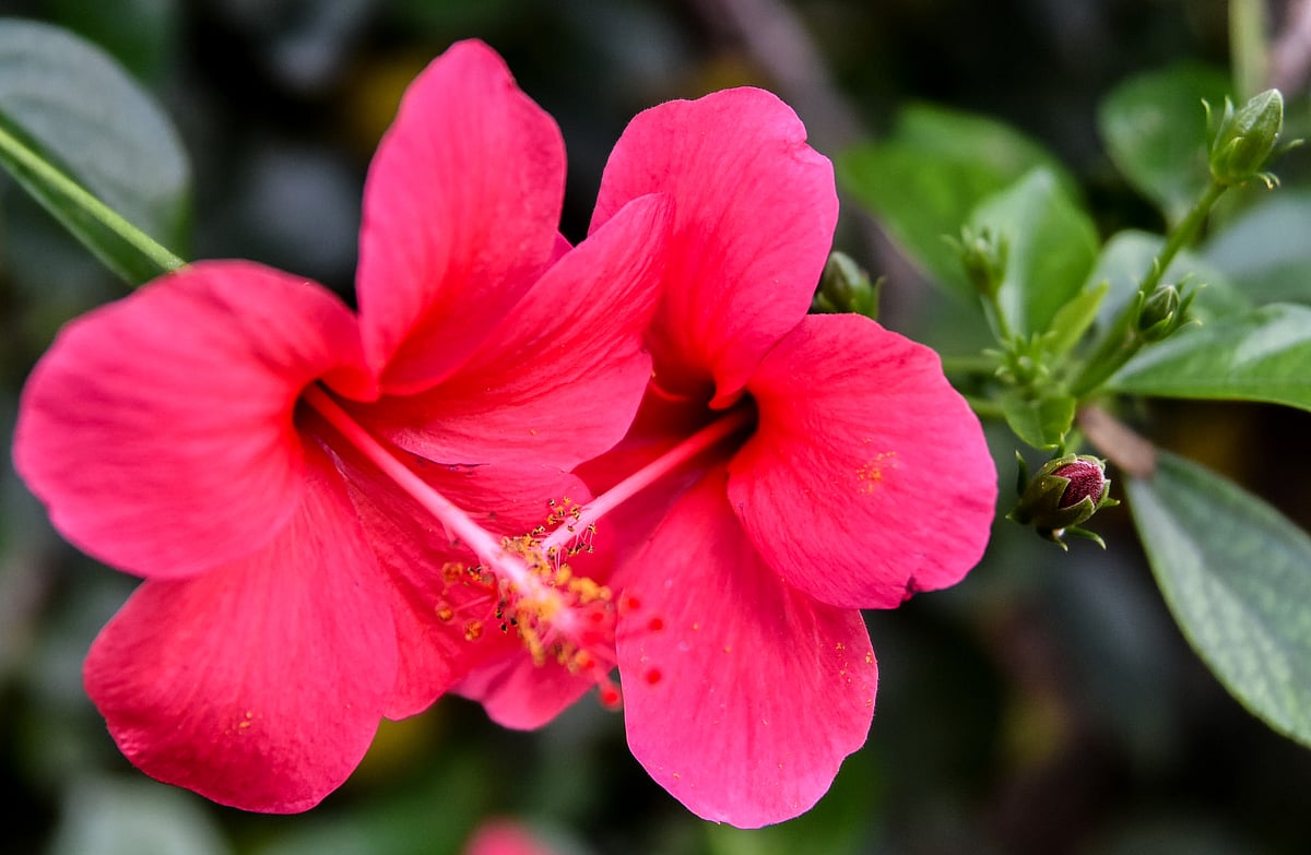 ದಾಸವಾಳ ಹೂವಿನಲ್ಲಿವೆ ಹತ್ತಾರು ಔಷಧೀಯ ಗುಣಗಳು