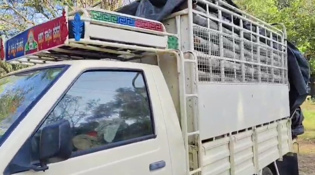 ವಾಹನದಲ್ಲಿ ತುಂಬಿದ ನೀಲಗಿರಿ ತುಂಡುಗಳು