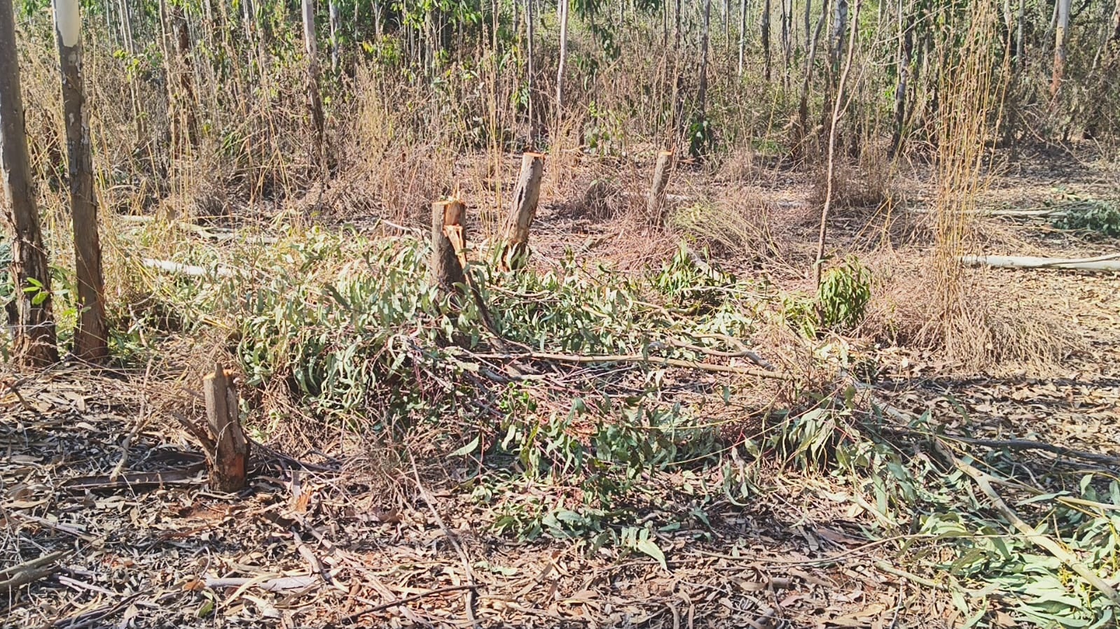 ವಿಜಯಪುರ ಪಟ್ಟಣದ ಸಮೀಪದ ಮಂಡಿಬಲೆ ಅರಣ್ಯ ಪ್ರದೇಶದಲ್ಲಿ ನೀಲಗಿರಿ ಮರ ಕಡಿದಿರುವುದು