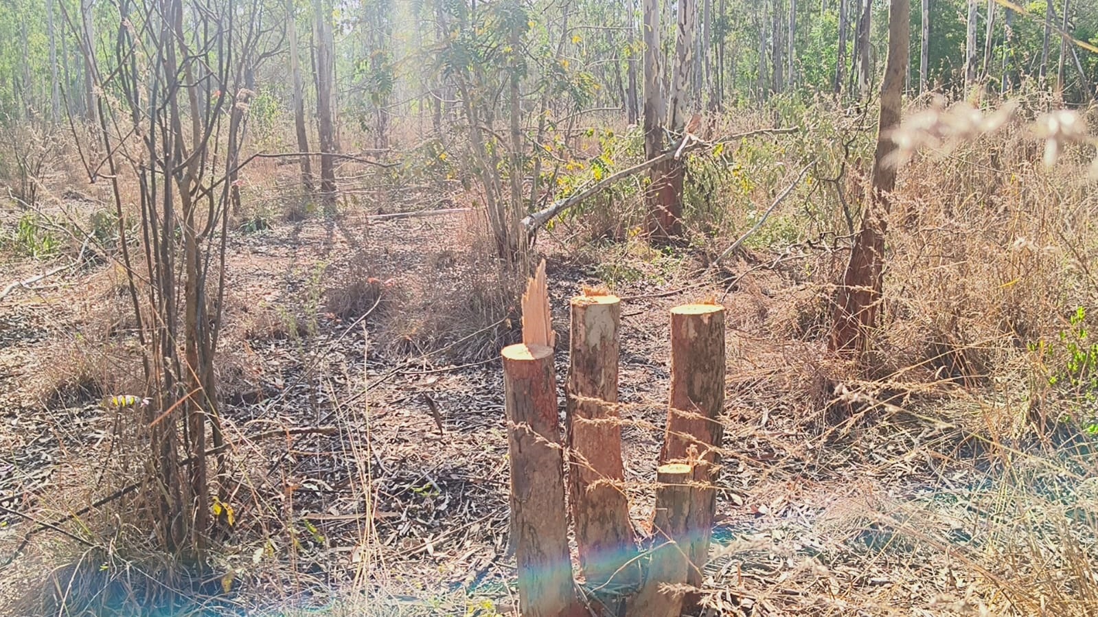 ವಿಜಯಪುರ ಪಟ್ಟಣದ ಸಮೀಪದ ಮಂಡಿಬಲೆ ಅರಣ್ಯ ಪ್ರದೇಶದಲ್ಲಿ ನೀಲಗಿರಿ ಮರ ಕಡಿದಿರುವುದು