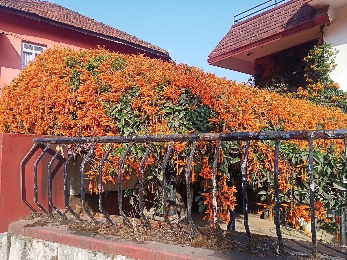 ಮನೆಯ ಅಲಂಕಾರಕ್ಕೆ ಸುವರ್ಣಧಾರೆ 