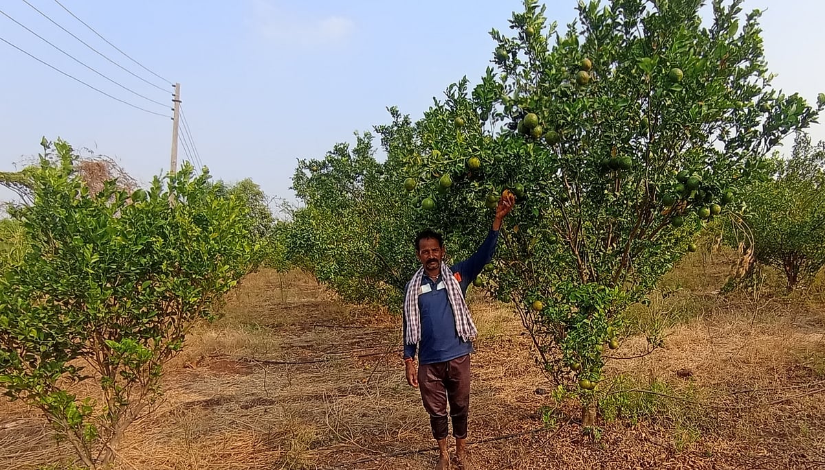 ಸಂತ್ರಾ ಬೆಳೆದು ಲಾಭ ಗಳಿಸಿದ ರೈತ