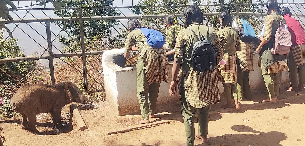 ಯಳಂದೂರು | ಭಕ್ತರಿಗೆ ದನ, ಹಂದಿಗಳ ಕಾಟ