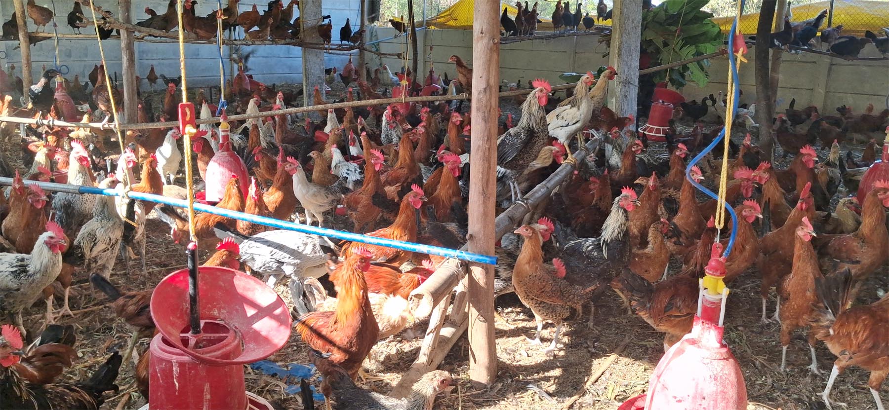 ರಾಣೆಬೆನ್ನೂರು ತಾಲ್ಲೂಕಿನ ಚಳಗೇರಿ ಗ್ರಾಮದ ಯುವಕ ಅಜ್ಜಪ್ಪ ಕರಬಸಪ್ಪ ಬಣಕಾರ ಅವರ ಕೋಳಿ ಫಾರ್ಮ್‌