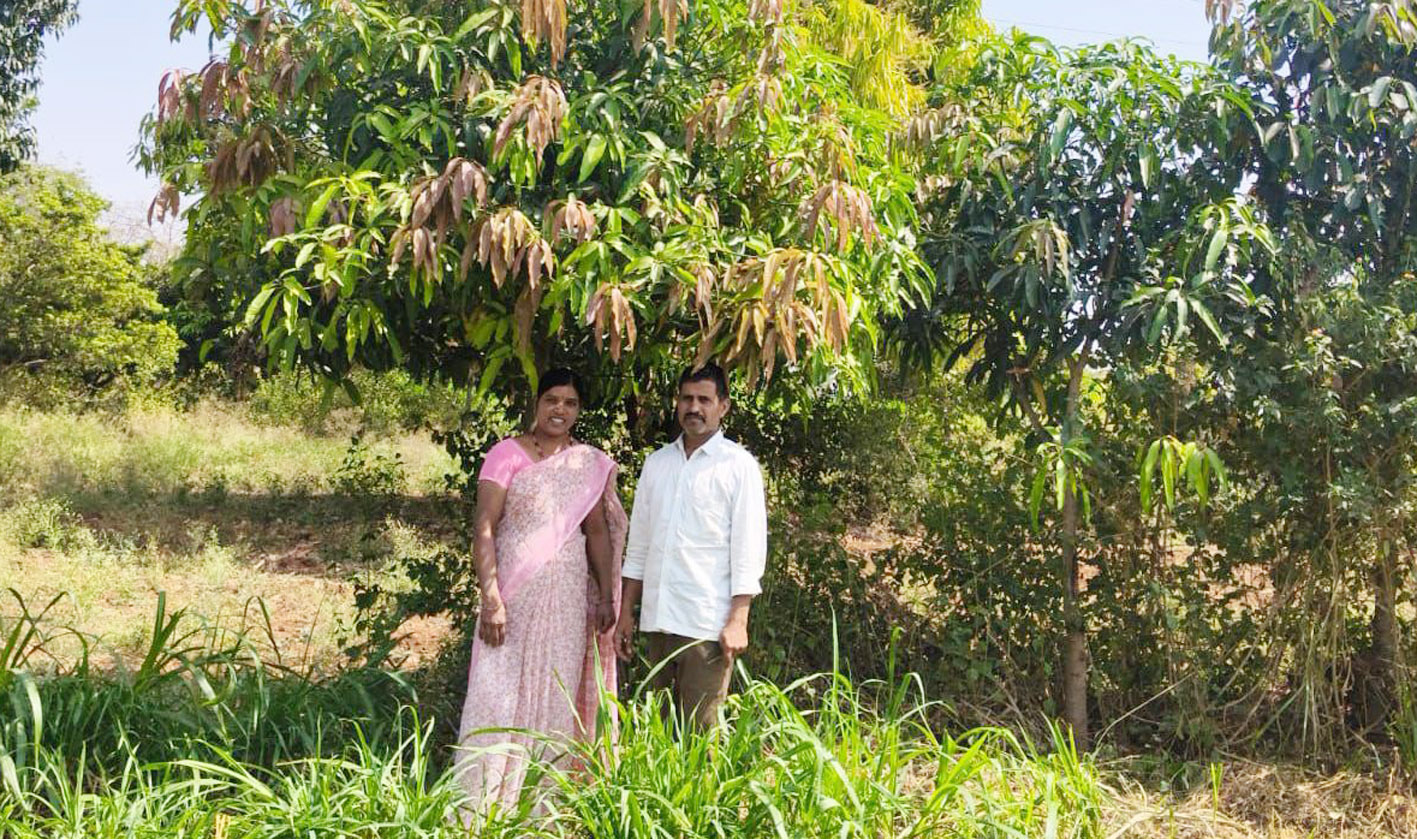 ಬೆಳೆದ ಮಾವಿನ ಗಿಡಗಳೊಂದಿಗೆ ಹಾಲೇಶ ದಂಪತಿ