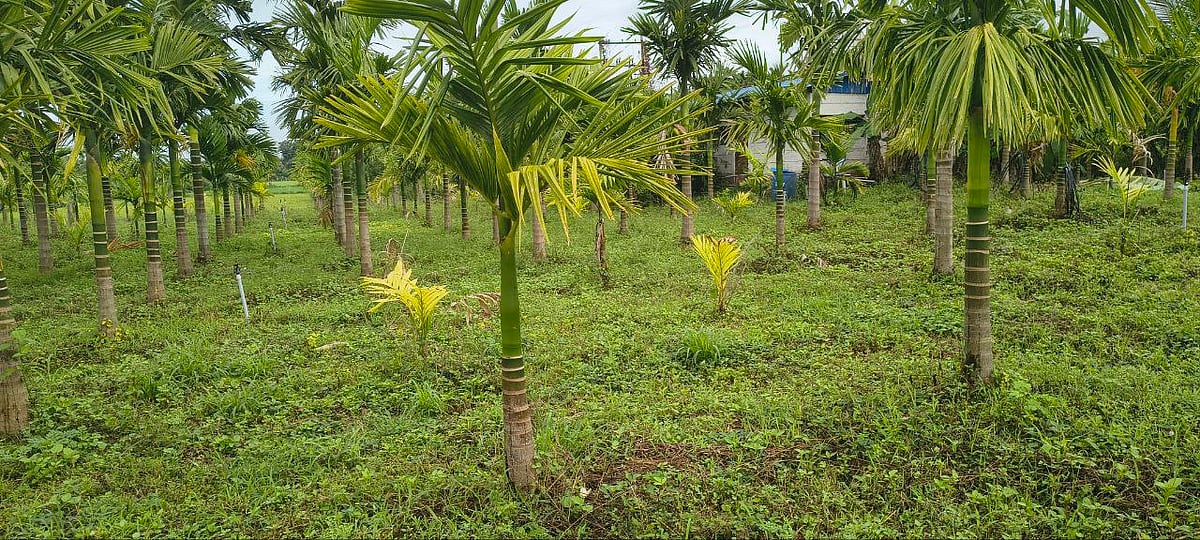 ಅಮಟೆಕೊಪ್ಪ: ₹1.13 ಕೋಟಿ ಸರ್ಕಾರಕ್ಕೆ ಪಾವತಿಸಲು ಆದೇಶ