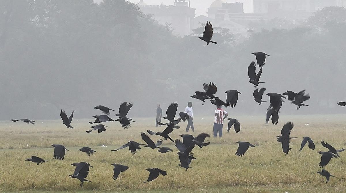 1,500 ಕಾಗೆಗಳ ಹಠಾತ್ ಸಾವು: ತಮಿಳುನಾಡಿನಲ್ಲಿ ಹಕ್ಕಿ ಜ್ವರ ಭೀತಿ, ‘ಹೈ ಅಲರ್ಟ್’